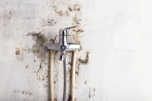 Best Mold Testing  in Brockport, NY