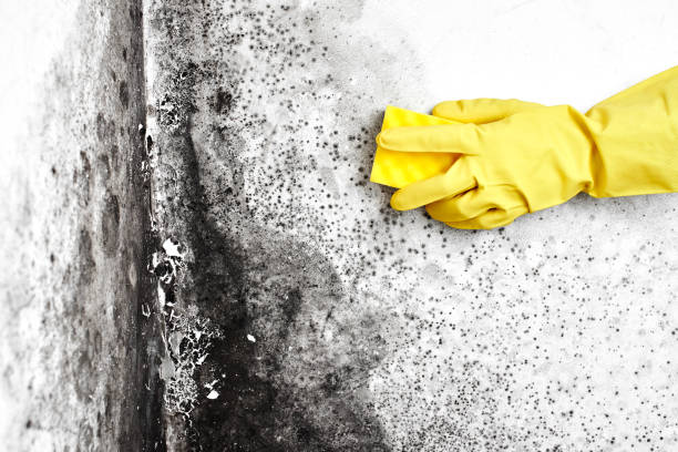 Best Residential Mold Removal  in Brockport, NY