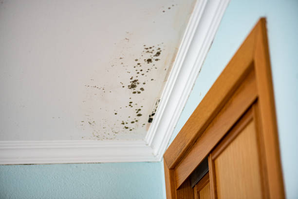 Best Professional Mold Removal  in Brockport, NY