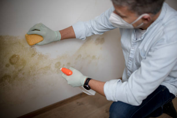 Best Mold Removal Process  in Brockport, NY