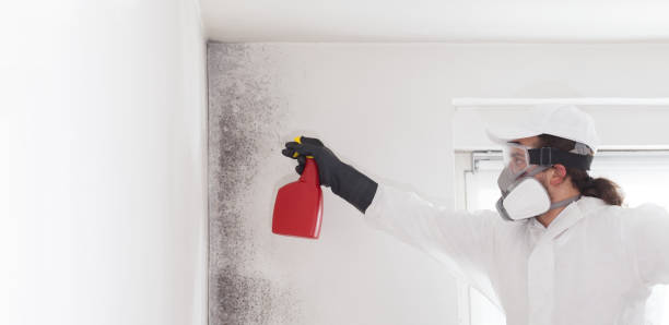 Best Crawl Space Mold Removal  in Brockport, NY