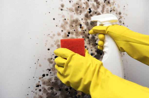 Trusted Brockport, NY Mold Removal Experts