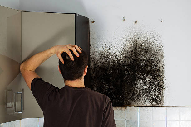 Best Local Mold Removal Service  in Brockport, NY