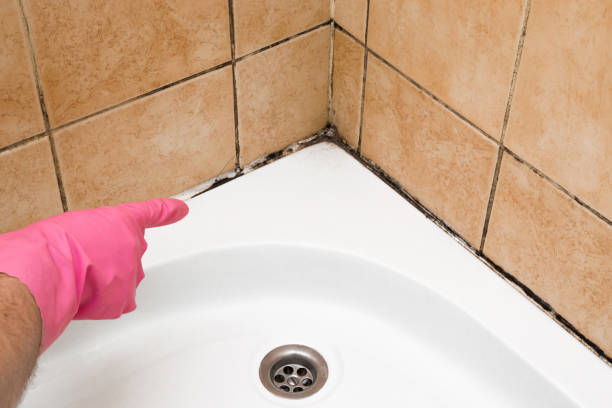 Best Mold Testing  in Brockport, NY
