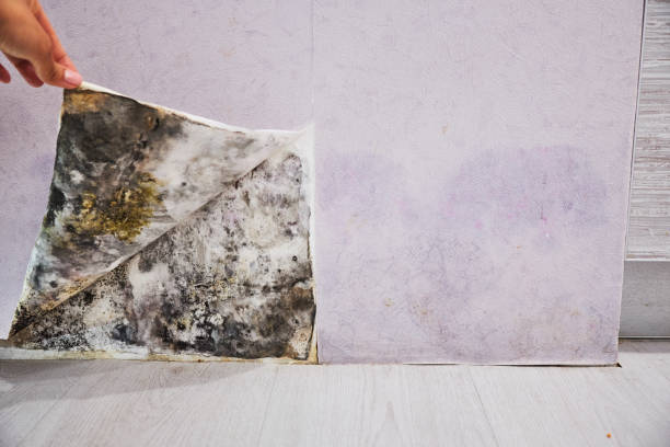 Best Toxic Mold Removal  in Brockport, NY